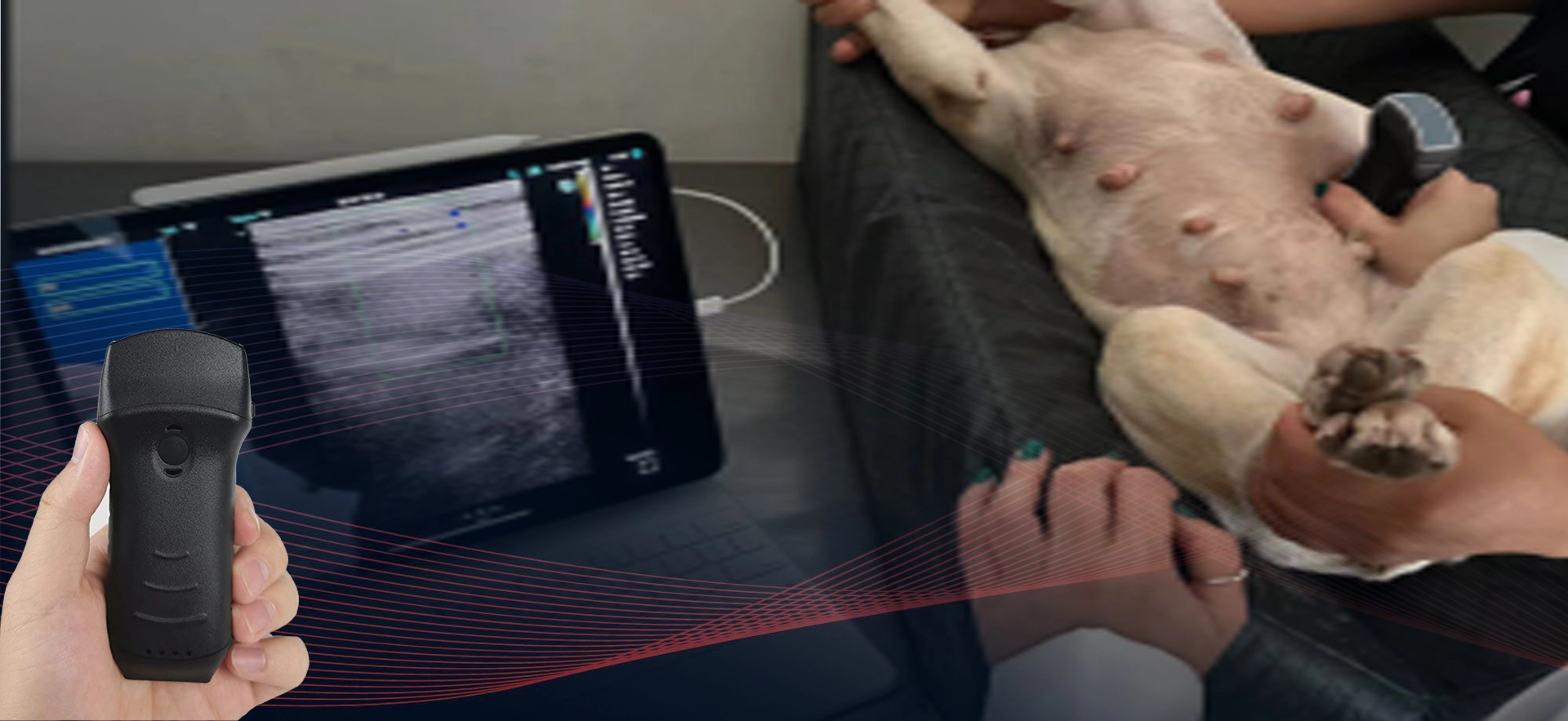 Sonda de ultrassom sem fio veterinária